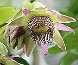 Seeds germination seeds: Passiflora seeds palenquensis - Passiflore - Tropisca Blumen - 10 Samen: Only Seeds