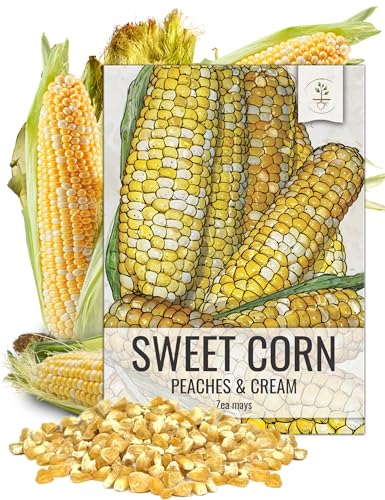 Seed Needs Peaches and Cream Sweet Corn Seeds | 230+ Seeds Non GMO Hybrid Untreated...