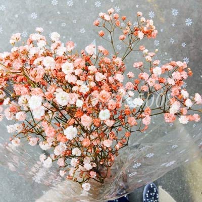 Golden Hills Farm® (AVG 500-1000) seeds Gypsophila Paniculata Flower Perennial Garden Flore Seeds (B085Z26J2P) Amazon Price History, Amazon Price Tracker