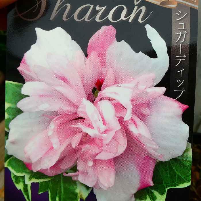 Amazon | ムクゲ 苗 シュガーディップ 5号 八重咲き 斑入り 茶花 植木