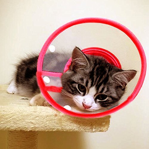 Image of Pet Plastic Clear Cone Recovery E-Collar with Dots Design Soft Edge for Small Dogs & Cats (Small, Red)