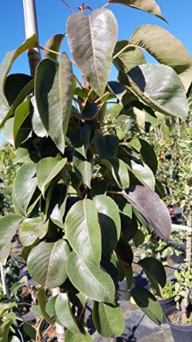 Pyrus communis 'Obelisk'® / Poirier colonnaire 'Obelisk'® / Conteneur de 7 à 10 litres/Baliveau