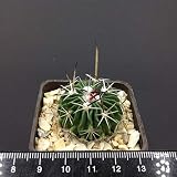 Portal Cool 18. Stenocactus Sp. Novembre KMR 443 La Jada (Root Proprio)