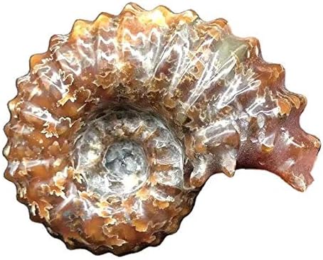 1pc 90mm-100mm Natural Conch Ammonite Fossils Prehistoric Crystal Collection Minerals