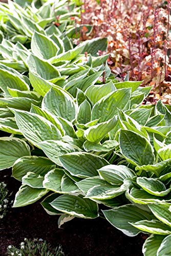 Goldrand-Garten-Funkie Hosta fortunei 'Patriot' Garten Hosta im Topf gewachsen