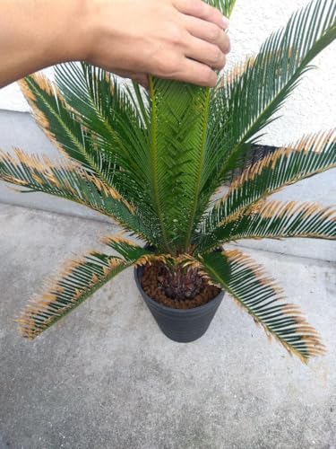 金縁(金環)ソテツ　子付き 金環ソテツ | GREEN LUCK