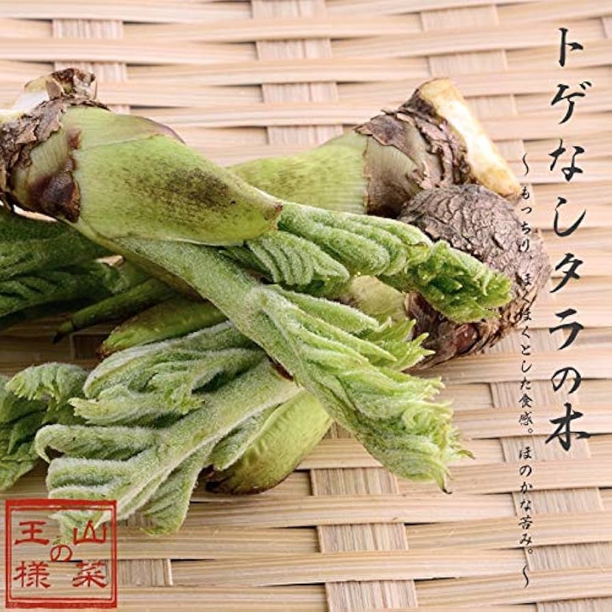 Amazon.co.jp: 果樹苗 家庭樹 山菜 とげなしタラの木 4.5号