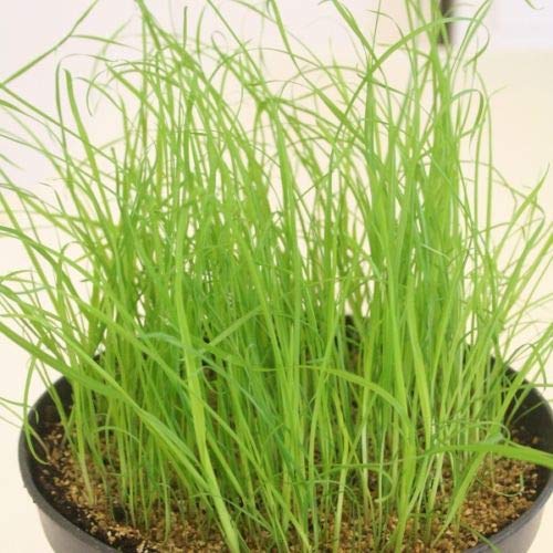 Herb Seeds - Cat Grass - 5000 Seeds by Wafer