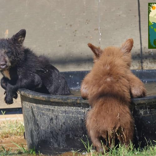 Gold Country Wildlife Rescue