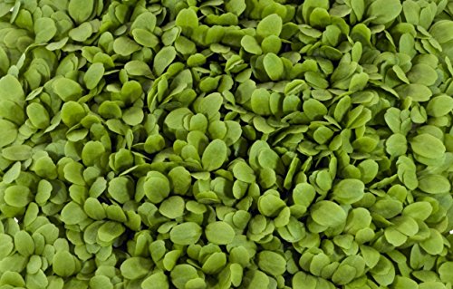 22,000+ Microgreens Seeds- Buttercrunch Lettuce (1 oz. 28.35g.) 22,000+ Microgreens Seeds- Buttercrunch Lettuce (1 oz. 28.35g.)