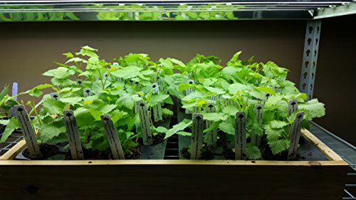 BlackBerry Plants Prime-Ark Freedom Price Includes Four (4) Plants