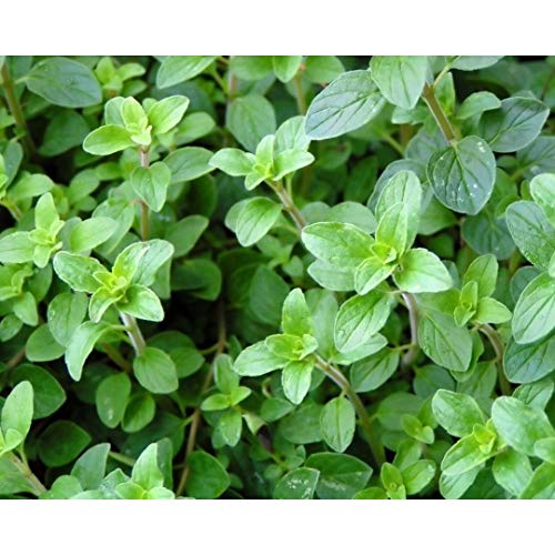 Clovers Garden Greek Oregano Herb Plants - Two (2) Live Plants - Non-GMO - Not Seeds - Each 4' to 8' Tall – in 4' Inch Pots - Aromatic, Bright Bold Flavor
