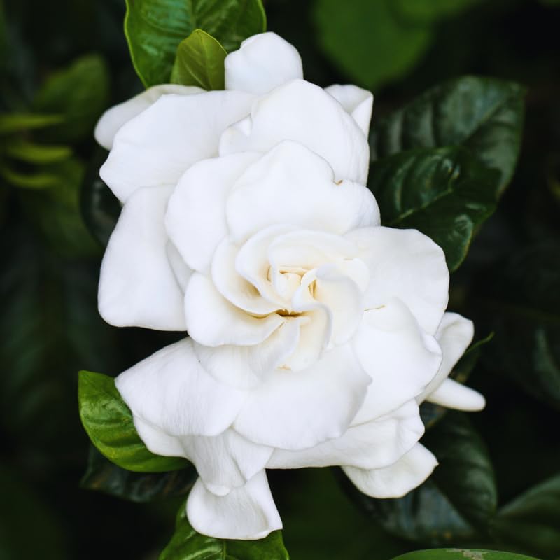 Amazon.com : 2 Jasmine Plants Live, Climbing Jasmine Flower Plant