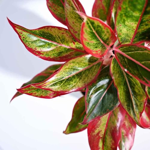 Image of Ugaoo Ibiza Combo of 4 Live Indoor Plants with Pots (Mocca) - Jade Plant, Aglaonema Lipstick, Golden Snake Plant, Oxycardium Green | Ideal for Home Decor & Office
