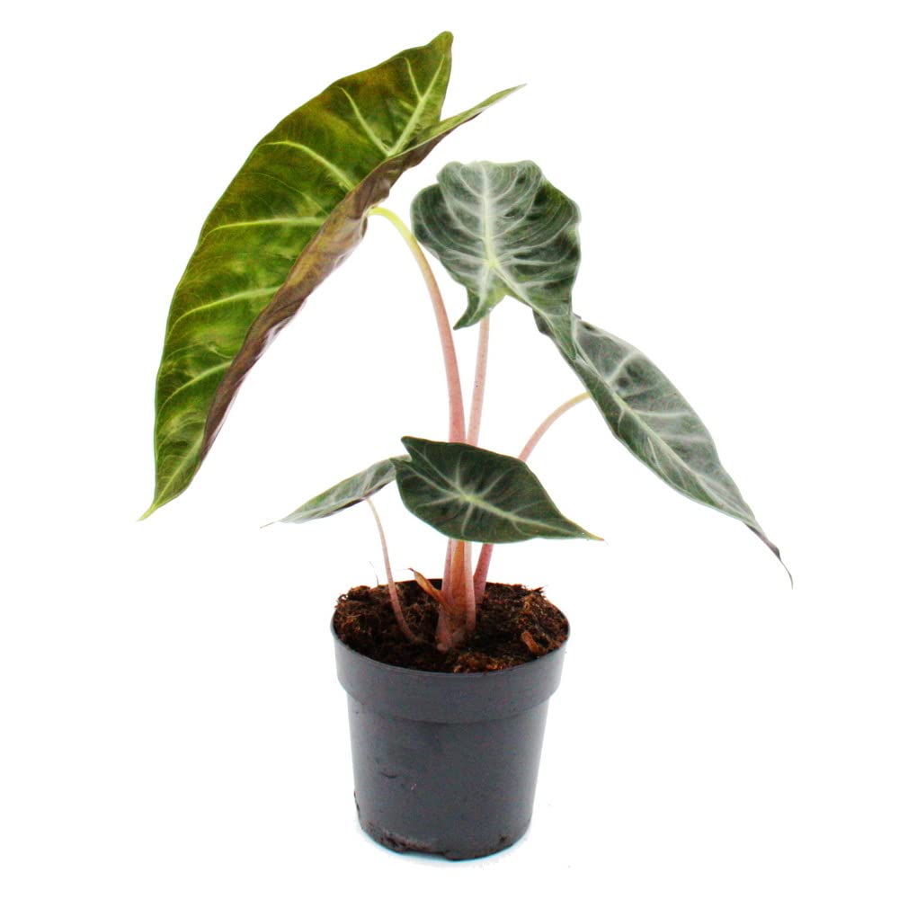 exotenherz Alocasia Baginda Pink Dragon - Racine tropicale - Alocasie - Feuille de flèche - Pot de 11 cm