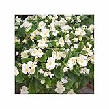 Seeds & Plants Shop by Ipsa