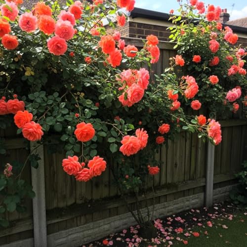 Image of Climbing Rose Flower Seeds,75 Seeds Pack, Year-Round Blooms (SALAMON)