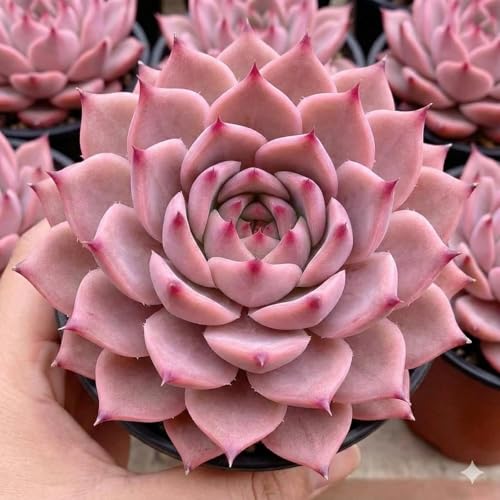 Image of Live Laxmi Kamal Succulent Plant with Pot | Original Lakshmi Kamal Good Luck Vastu Plant | Indoor Outdoor Decorative Plant for Home Office Living Room Desk Balcony Decor