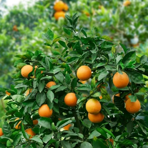 Clementine Trees Live Plants, 2 to 3 Feet Tall, 1 Gallon Pot, Clementine Tangerine Mandarin Tree for Planting, No Shipping to CA Clementine Trees Live Plants, 2 to 3 Feet Tall, 1 Gallon Pot, Clementine Tangerine Mandarin Tree for Planting, No Shipping to CA