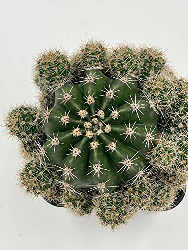 Pink Easter Lily Cactus Echinopsis Oxygona Echinobivia Rainbow Bursts Eyriesii Night-Blooming Hedge-Hogs. Live Succulent Plant In 2 Inch Pot #TOP6