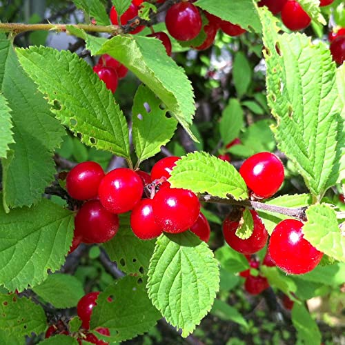 Chuxay Garden 20 Seeds Nanking Cherry Fruit Trees Hardy Deciduous Shrub Sweet Delicious Edible Fruit Great For Ornaments And Hedges #TOP1