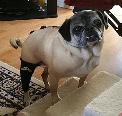 canine knee brace by neoprene