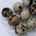 Quail Egg Cartons, Pack of 50, Each Holds 12 Quail Eggs, Bulk Carton for Dozens of Small Eggs, Quail, Pheasant, or Grouse, Cartons Only No Eggs Included, by American Heritage Industries