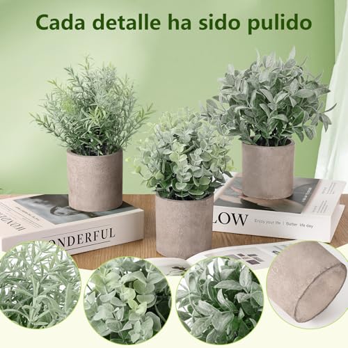 La mejor comparación de Plantas que Puedes Comprar On-line. 18 Imagen adicional