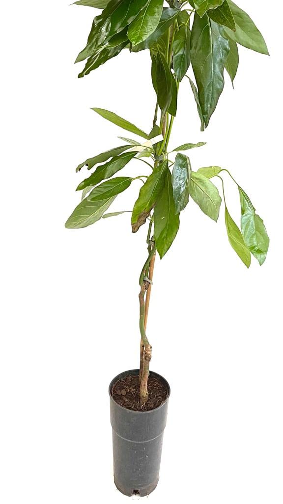 Avocado innestato Hass autofertile 120 cm 2 anni e mezzo
