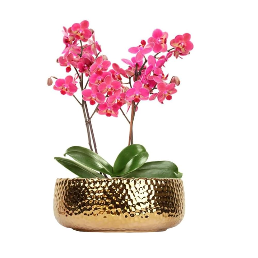 LOUIE SILNA Succulent Plant Pot, 25CM Bonsai Pot,Ceramic Succulent Pot,Drainage Hole,Flower Pots for Indoor/Outdoor Plants, (Gold)