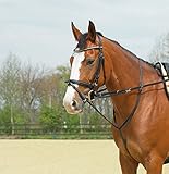 Lieferanten: Busse Busse Thiedemann-Kombination Basic, Warmblut, schwarz/NP