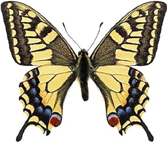 Stickers4-32 Beautiful Photorealistic Colourful Butterfly Static Cling Window Stickers - Non-Adhesive