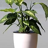 UxradG Maceta de Flores, autoriego, Bonita Maceta de Flores...