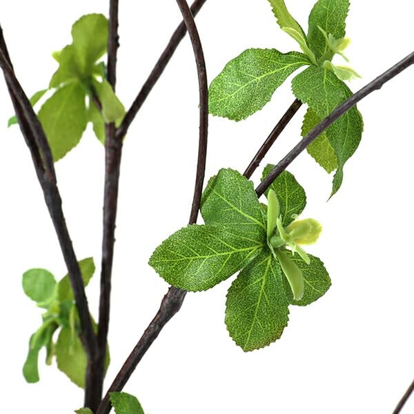 Amazon｜GREENPARK ドウダンツツジ ミックス Water H60cm 観葉植物