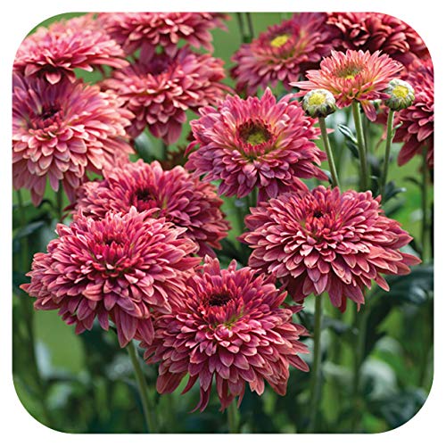 Chrysanthemum Dendranthema Late Spray Beppie RED Plug Plants x 6 Cut Flowers