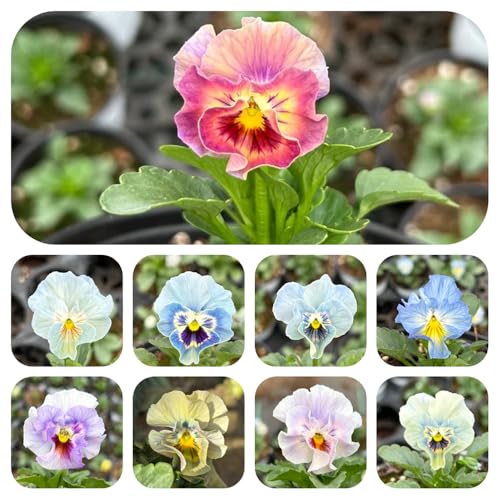 semillas de pensamiento - resistentes perenne 400pcs