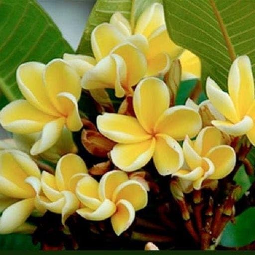 Frangipani Garden Tree Plant || Plumeria Rubra Champa Temple Jasmine Flower Plant || Pack of 1 aq88-image-11