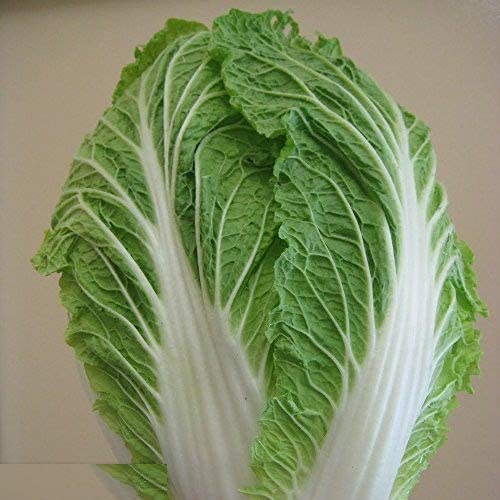Golden Hills Farm Chinese Cabbage Imported 500-515 seeds