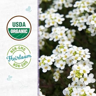 Back to The Roots 100% Organic Seed Packet - Alyssum 'White' 100mg