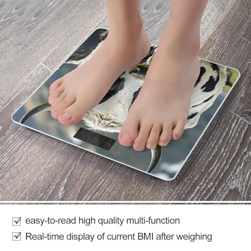 Báscula digital para baño con pantalla LCD brillante miniatura 5