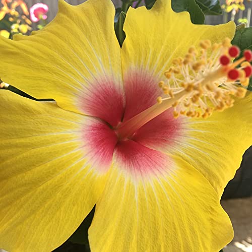 Hibiscus Sunset Yellow - Live Plant in a 3 Gallon Pot - Hibiscus Rosa Sinensis 'Sunset Yellow' - Beautiful and Stunning Flowering Shrub from Florida