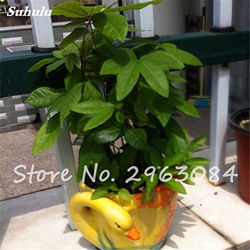 calathea makoyana standort Calathea Makoyana – Elegante und pflegeleichte Zimmerpflanze main image 1