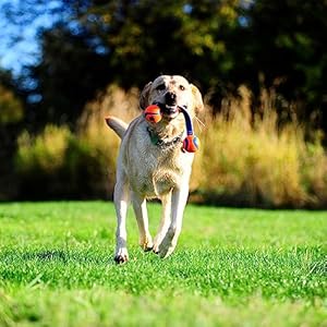 Chuckit-Ultra-Duo-Tug-Dog-Toy-Small-Indoor-and-Outdoor-Dog-Ball-for-Dogs-0-20-Pounds - Cucciolini Doodles   Chuckit-Ultra-Duo-Tug-Dog-Toy-Small-Indoor-and-Outdoor-Dog-Ball-for-Dogs-0-20-Pounds