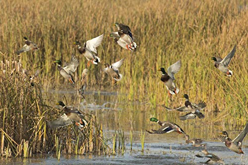 Biologic Guide's Choice Waterfowl Forage (20 Lbs - Plants One Acre) #TOP3
