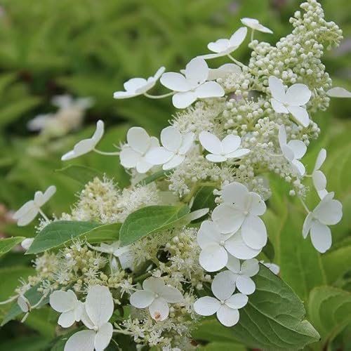 Hortensia paniculé 'Kyushu' – Hydrangea paniculata 'Kyushu' 40-50 cm pot | Arbuste vigoureux, grandes panicules blanches, idéal haie & massif
