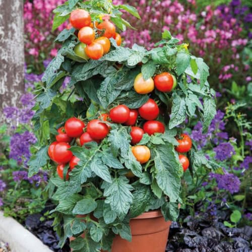 Tomato 1 x 9cm Pot Plant Summerlast F1 Dwarf Blight Resistant Variety Compact Patio Tomato High Yielding Vegetable Plant for Pots & Small Gardens by Thompson & Morgan