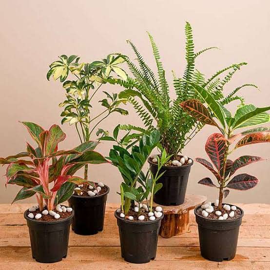 Top 5 No Fail Plants Rubber Tree Peace Lily, Adenium Snake Plant (B0B66PZ6F7) Amazon Price History, Amazon Price Tracker