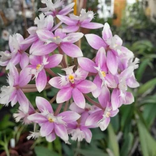 Kit 12 Orquideas Variadas Planta Exótica Mudas Rara Pote 7