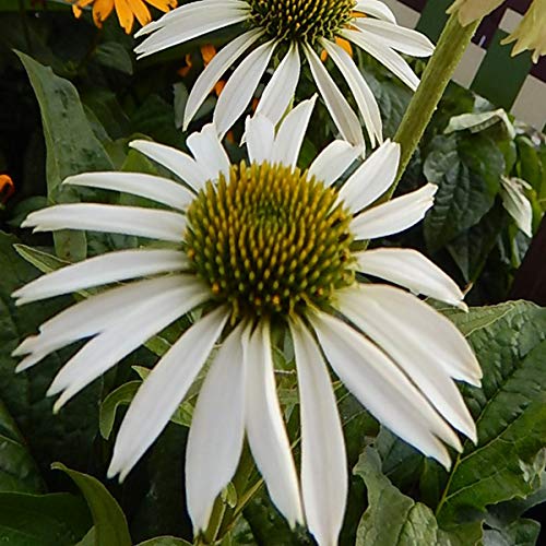 Echinacea White Swan