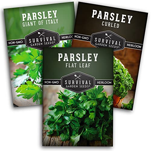 Parsley Seed Collection 3 Varieties: Italian Giant Curly Flat Leaf Parsley Seeds for Planting Indoors or Outdoors Non-GMO Heirloom Open-Pollinated Herbs Survival Garden Seeds